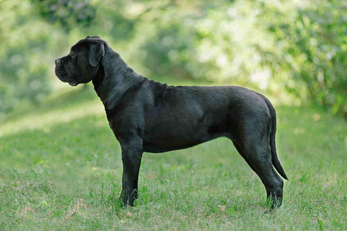 cane corso italiano (1)