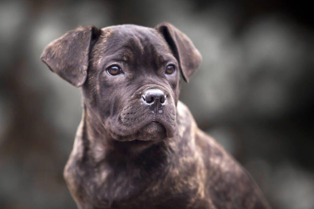 cane corso szczeniak (1).jpg