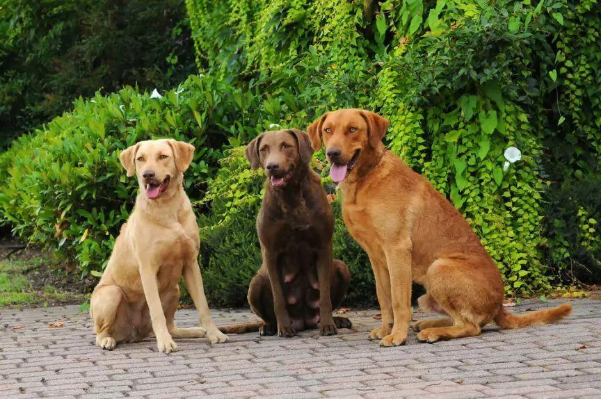 Chesapeake bay retriever