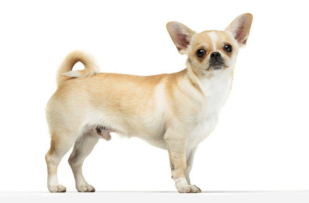 chihuahua wzorzec (1).jpg