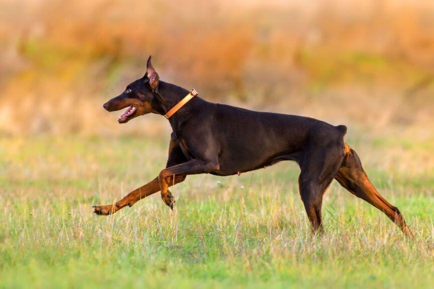doberman kopiowanie