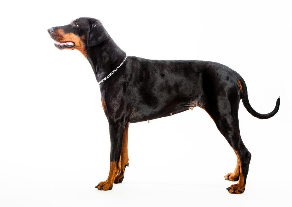 doberman wzorzec (1).jpg