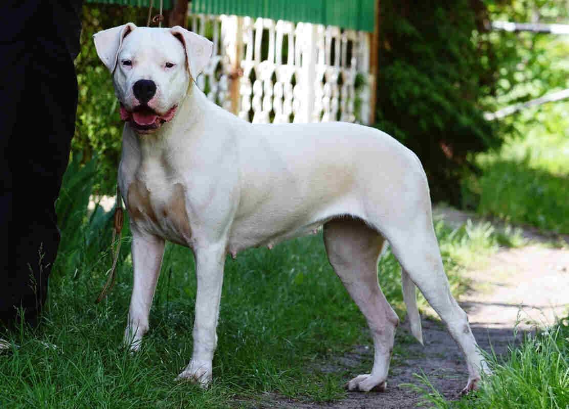 dog argentyński