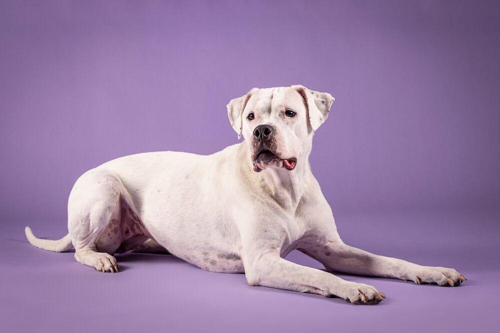 dog argentyński wygląd (1).jpg