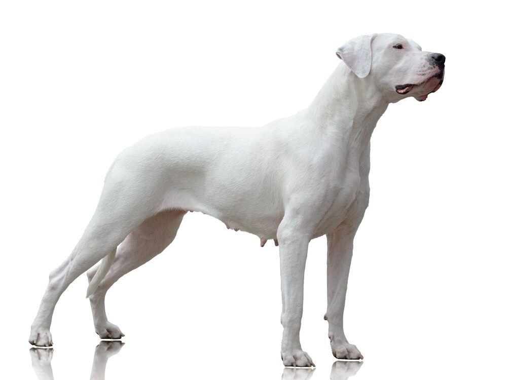 dog argentyński wzorzec (1).jpg