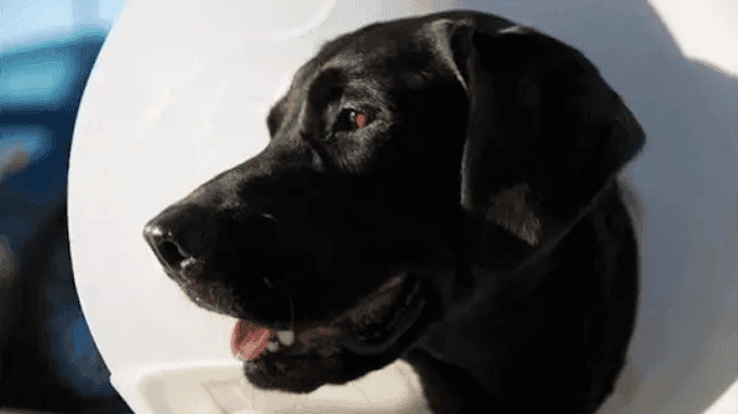 Uratowany labrador