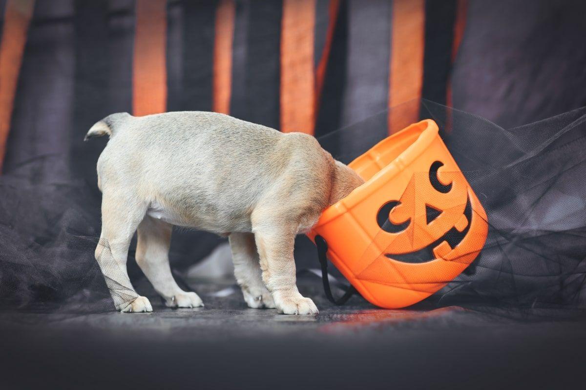 halloween z psem