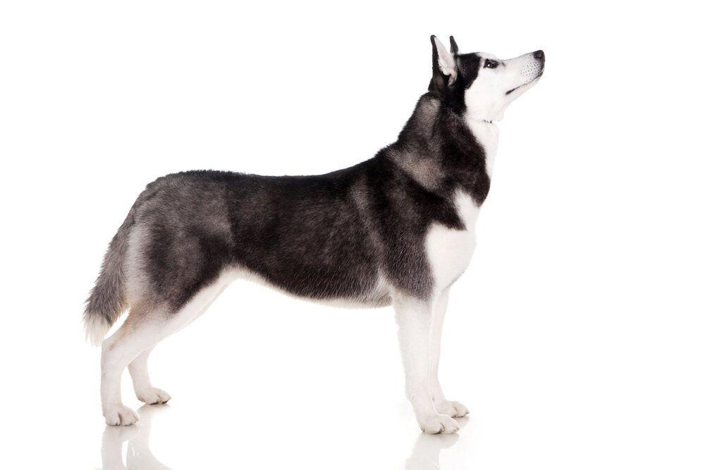 husky wzorzec rasy (1).jpg