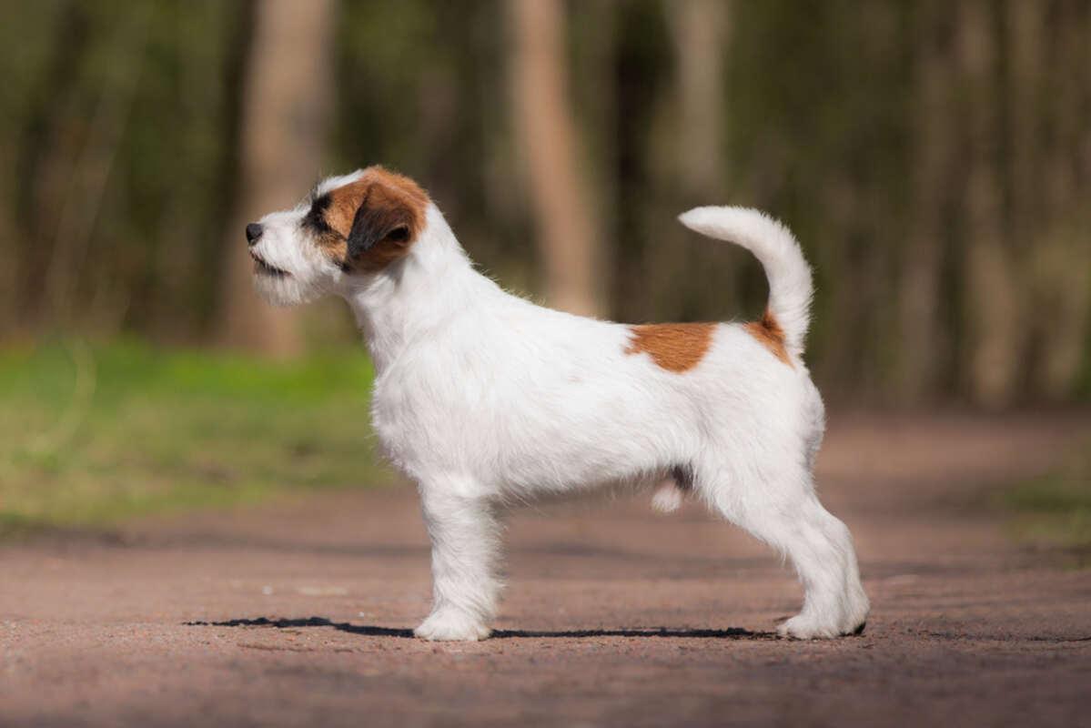 jack russell terrier