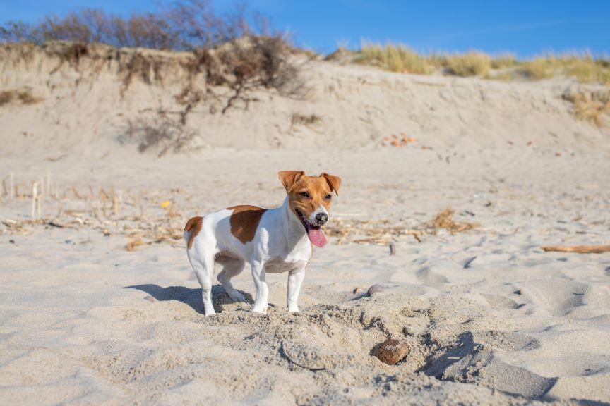 jack russell terrier
