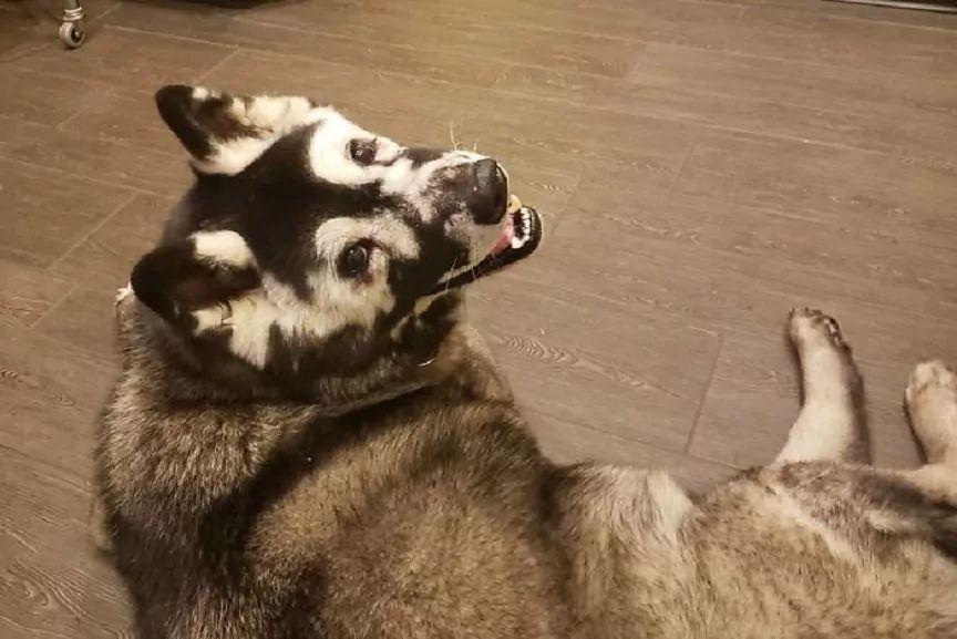 jax akita