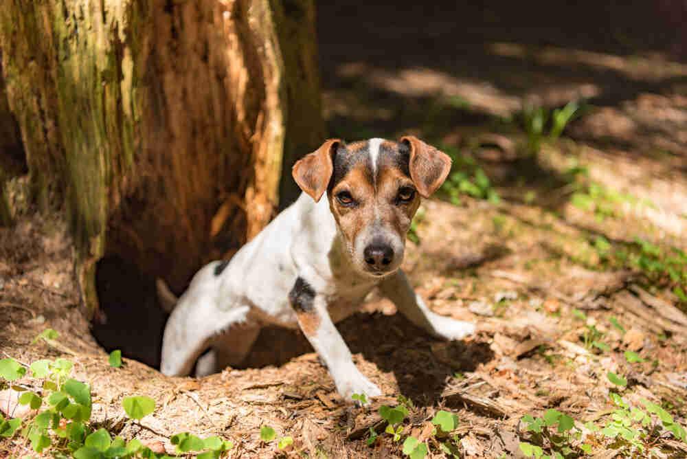 jrt na polowaniu (1).jpg