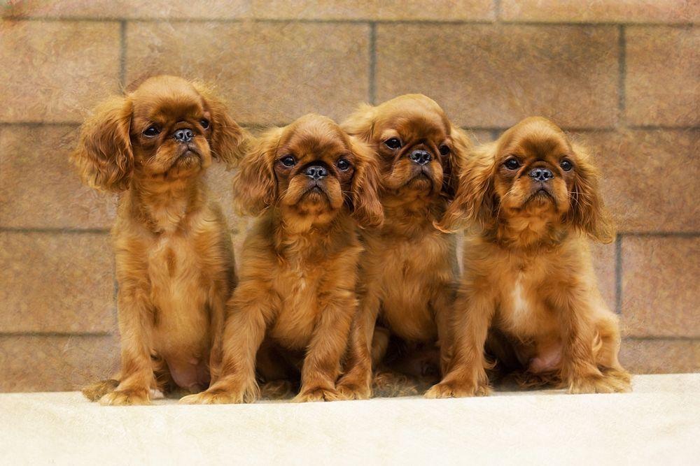 king charles spaniel 5.jpg