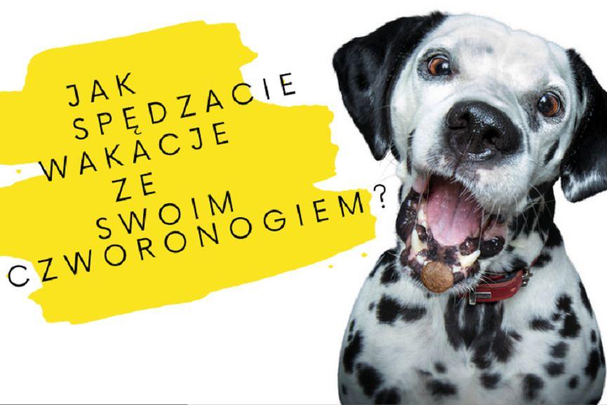 konkurs josera