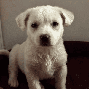 zdjęcie zwierzaka do adopcji