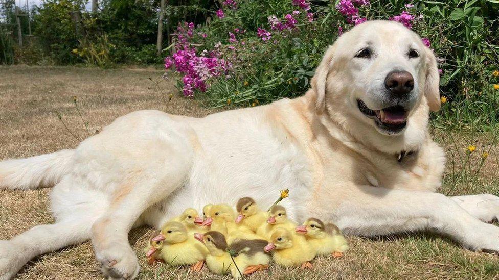 labrador tata 15 kaczatek