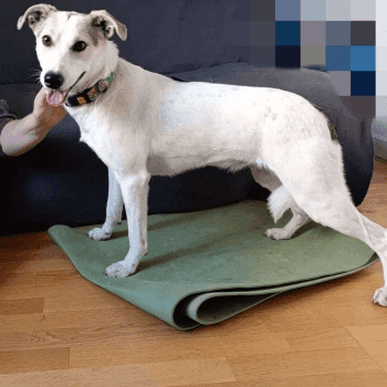 zdjęcie zwierzaka do adopcji