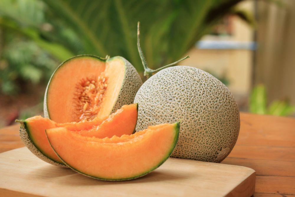 melon dla psa czy pies może jeść melona