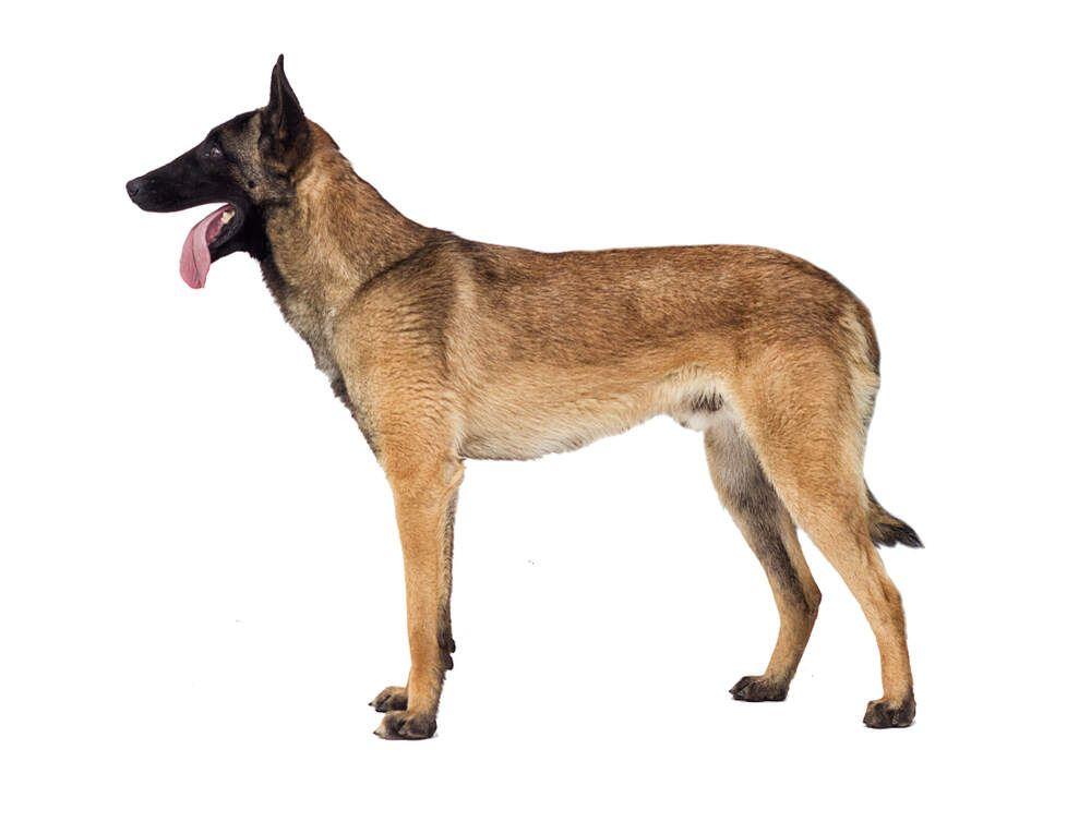 pies malinois wzorzec (1).jpg