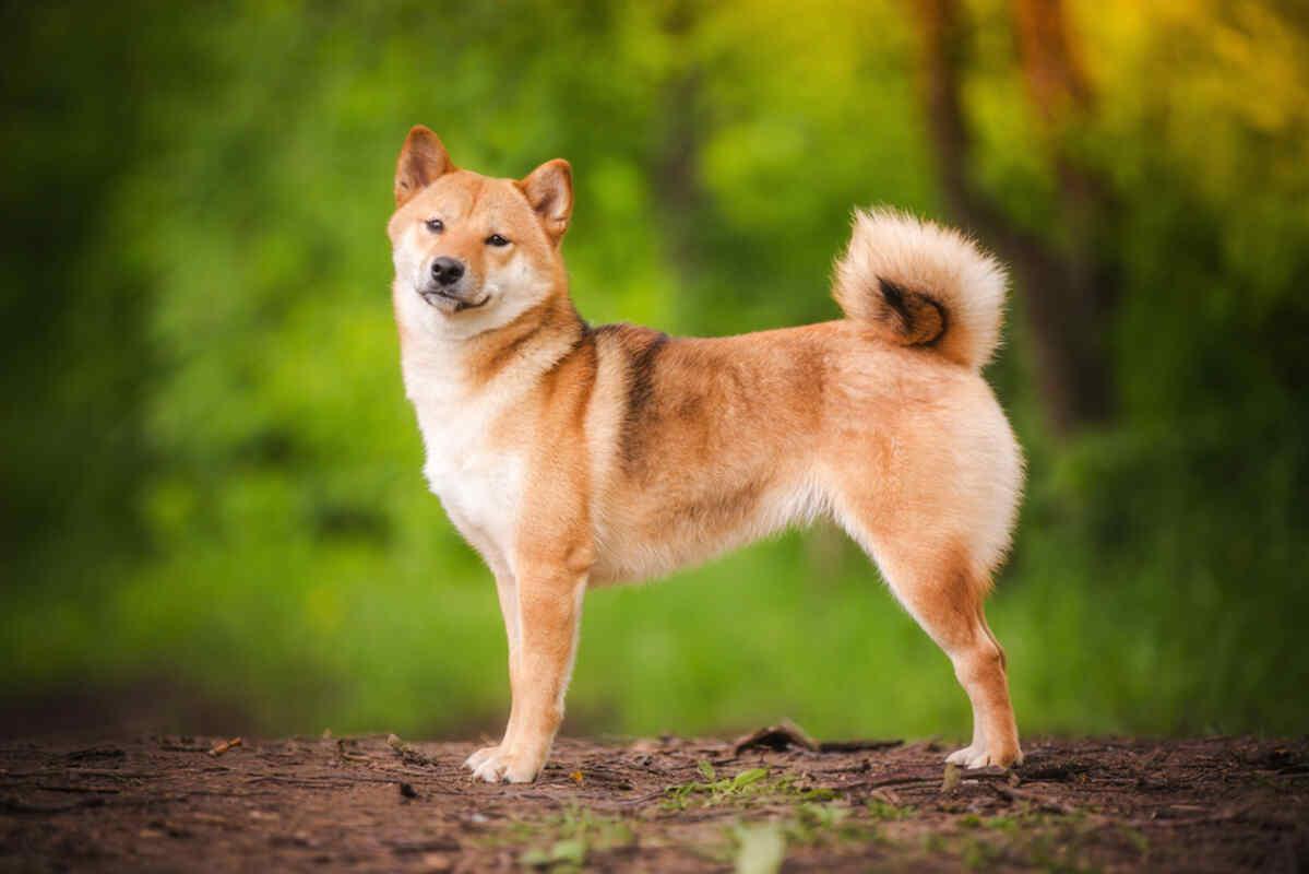pies shiba inu