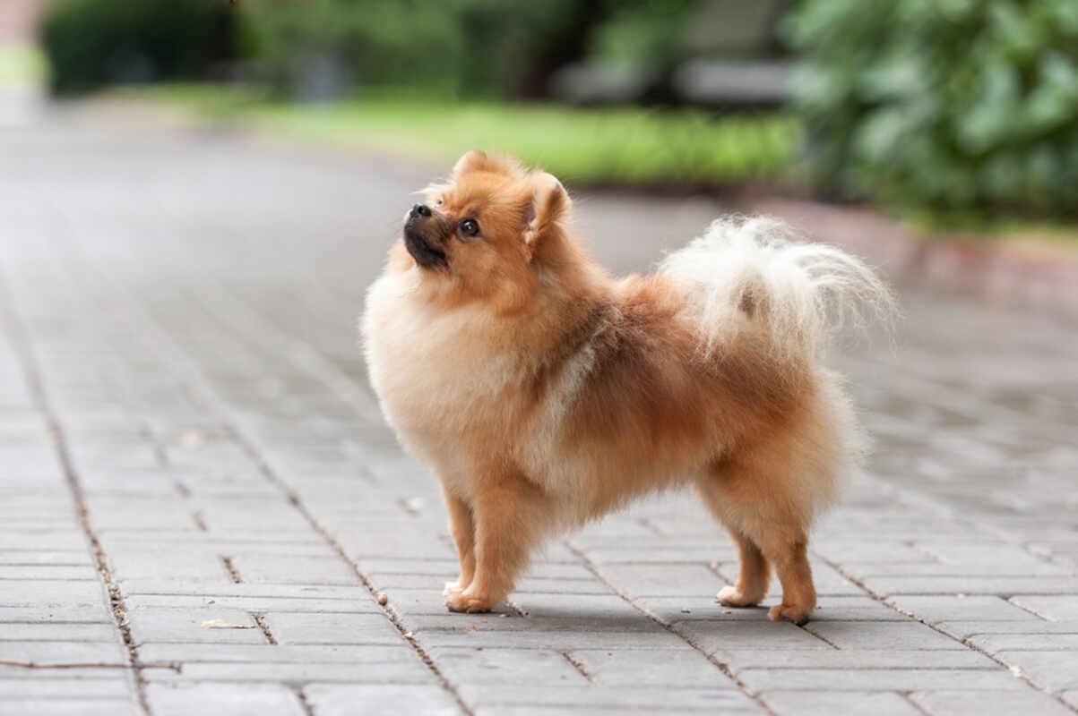 pomeranian rasa psa