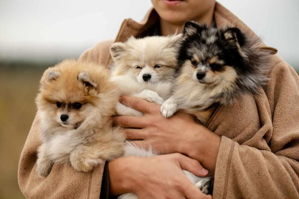 pomeranian umaszczenie (1).jpg