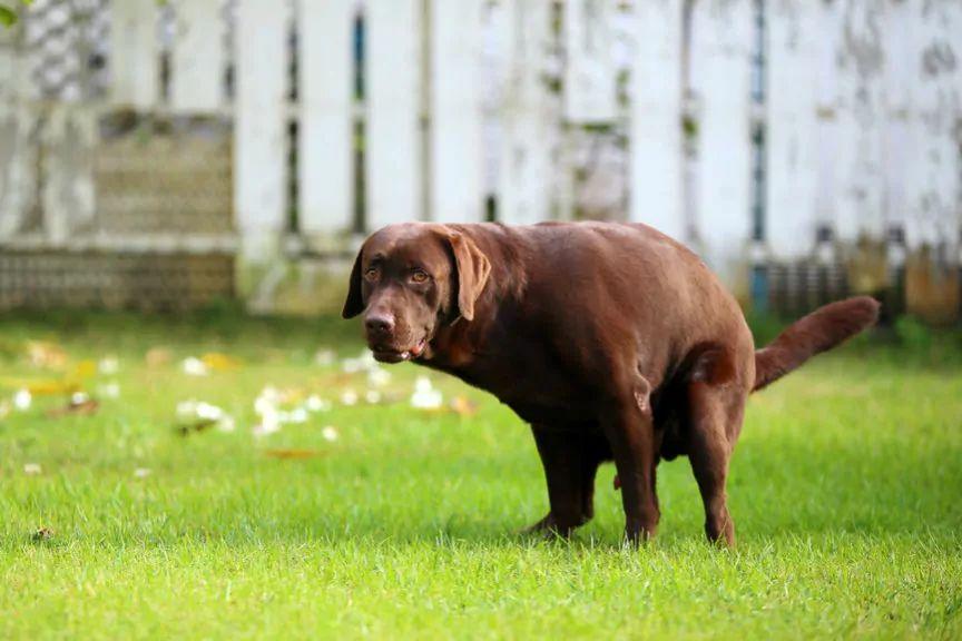 labrador się załatwia, psie odchody