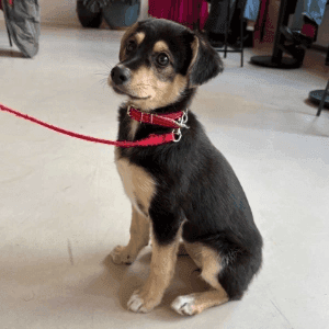 zdjęcie zwierzaka do adopcji