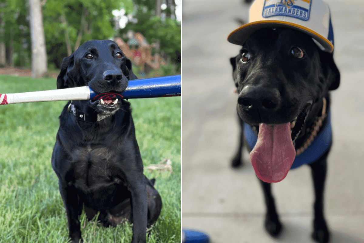 ripken the bat dog