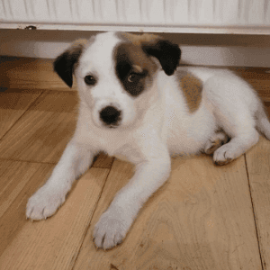 zdjęcie zwierzaka do adopcji