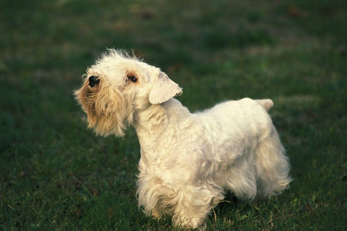 sealyham terrier