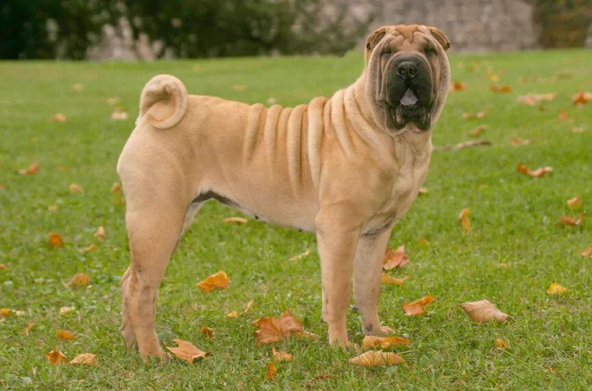 shar pei
