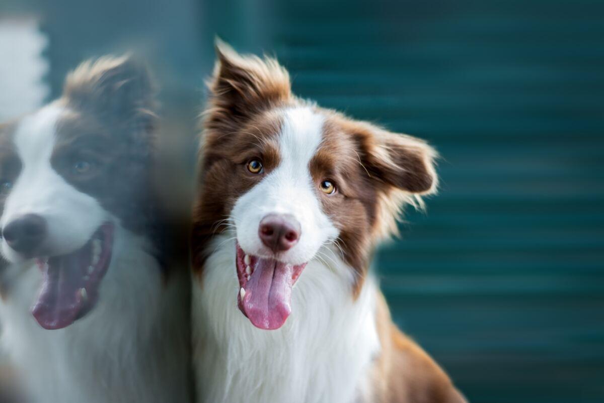 border collie 