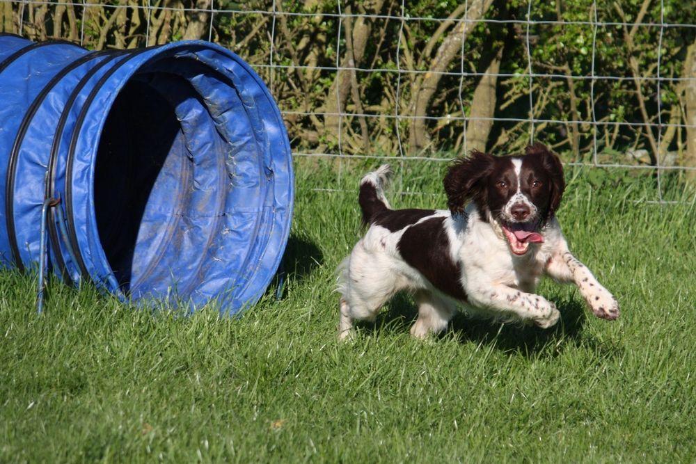 agility