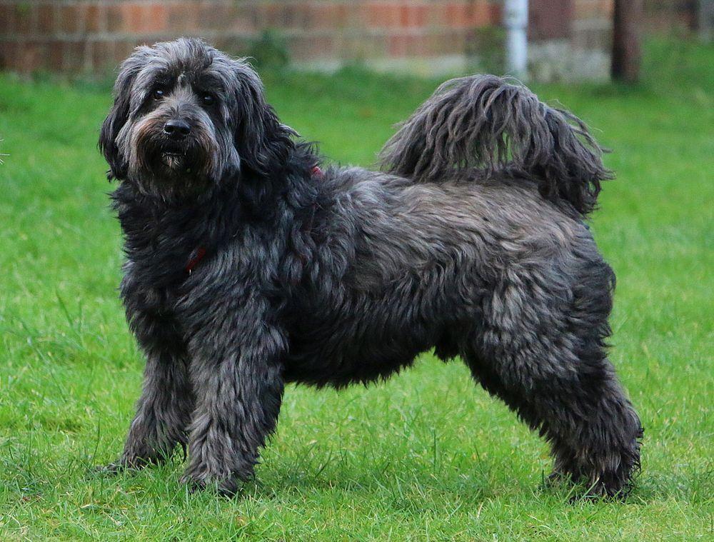 Tibetan Terrier