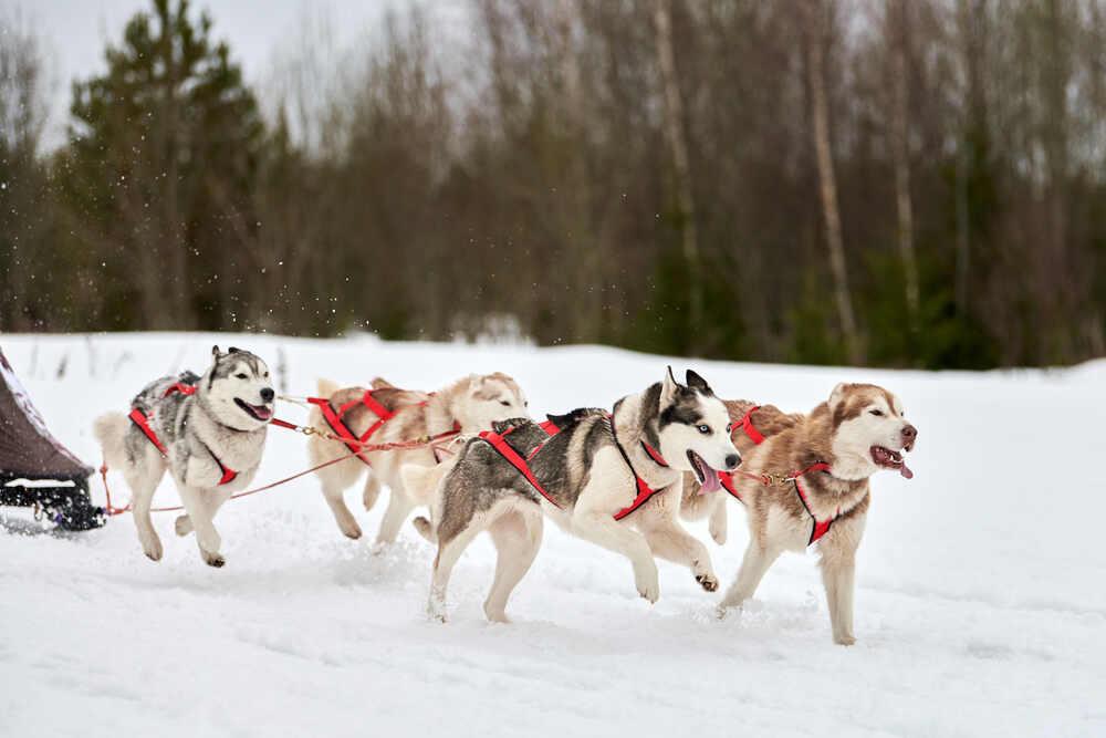 siberian husky (1).jpg