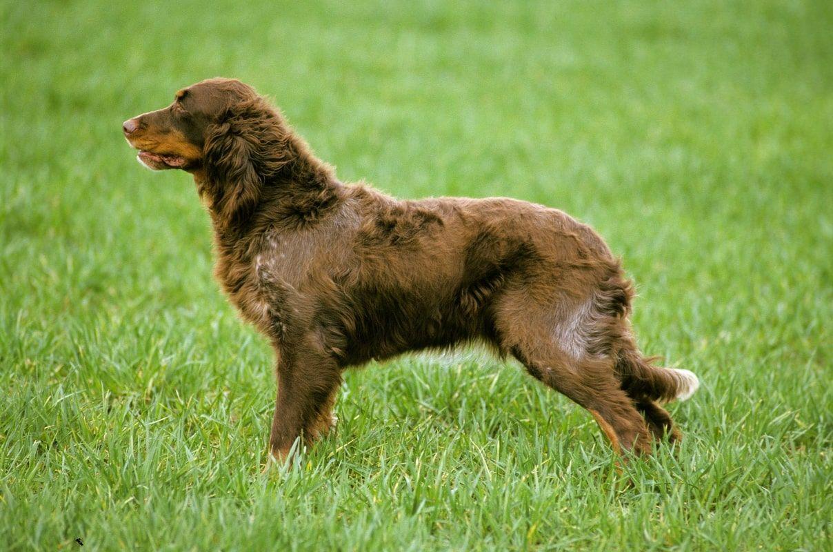 spaniel pikardyjski