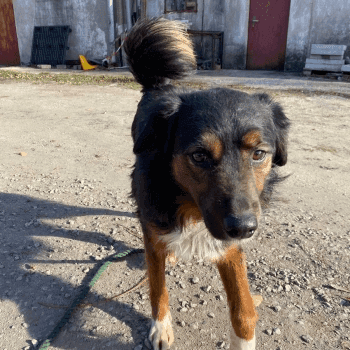 zdjęcie zwierzaka do adopcji