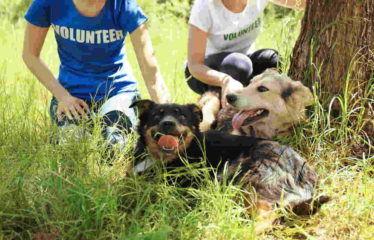 wolontariusz w schronisku