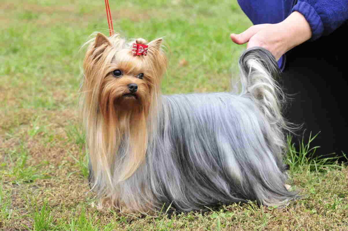 yorkshire terrier
