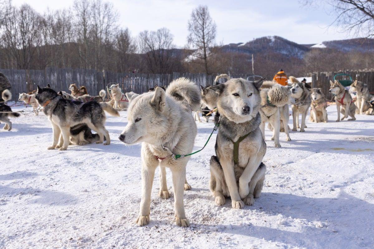 zbadano dna balto
