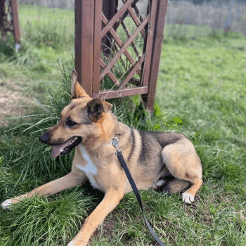 zola do adopcji