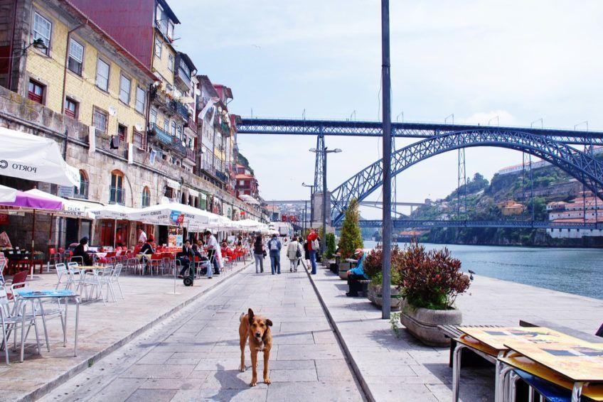 Pies w Porto