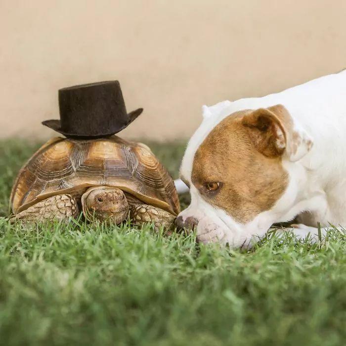 Pies wącha żółwia
