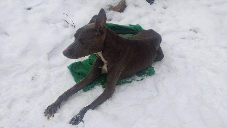 Chory, porzucony pies na śniegu