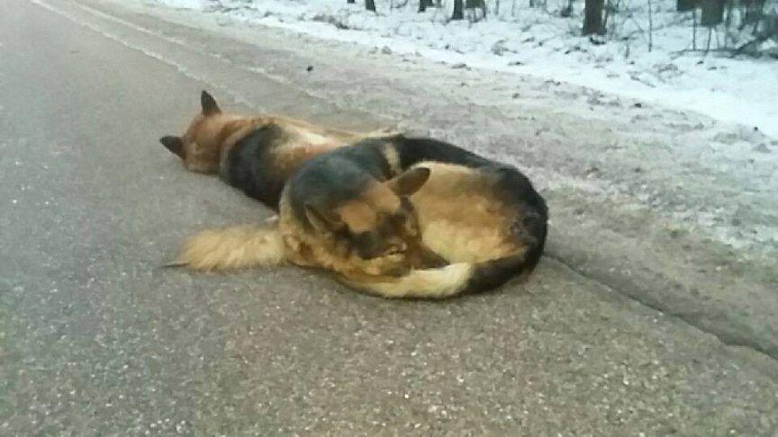 Psy po wypadku leżą na drodze