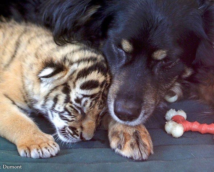 Pies przytula małego tygrysa