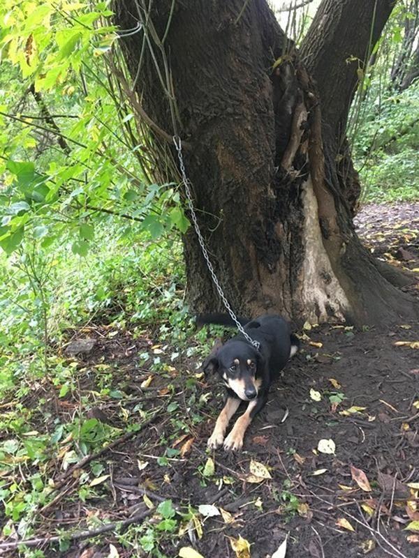 Pies przy drzewie