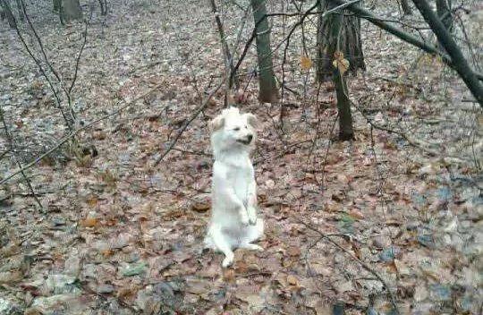 Kto powiesił psa w lesie