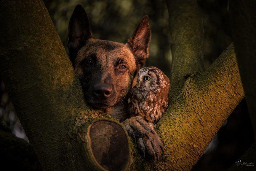 Pies i sowa w drzewie